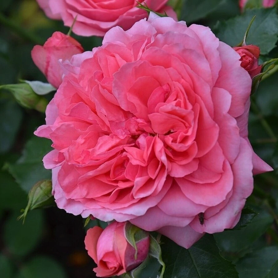 Роза "Розариум Ютерзен" Rosa "Rosarium Uetersen"