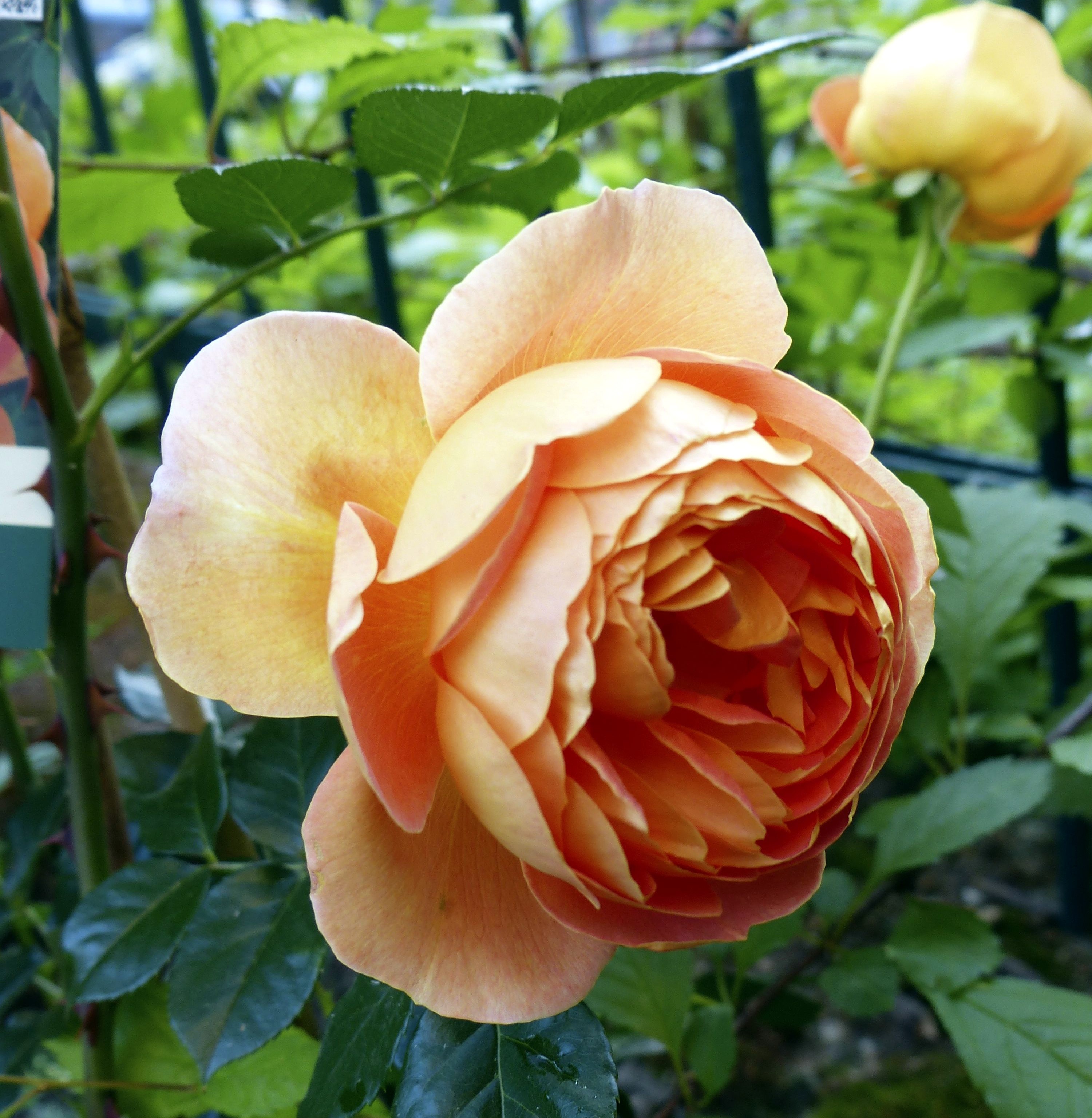 Роза "Пэт Остин" Rosa 'Pat Austin' 