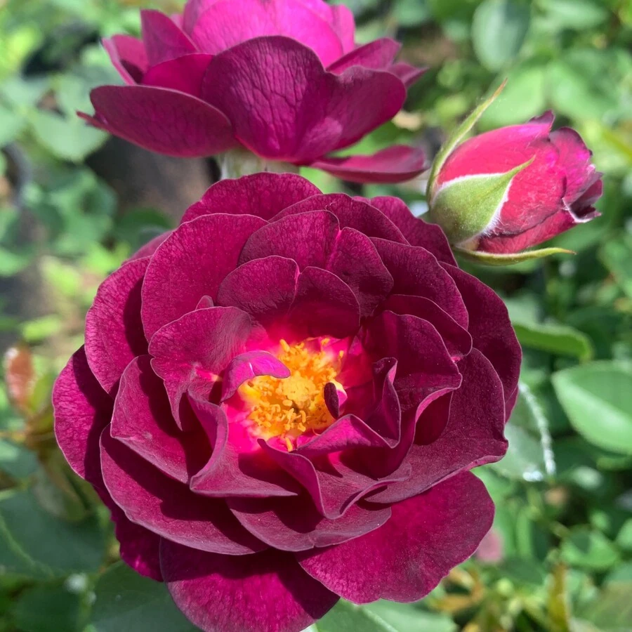 Роза "Пурпл Эден" Rosa "Purple Eden"