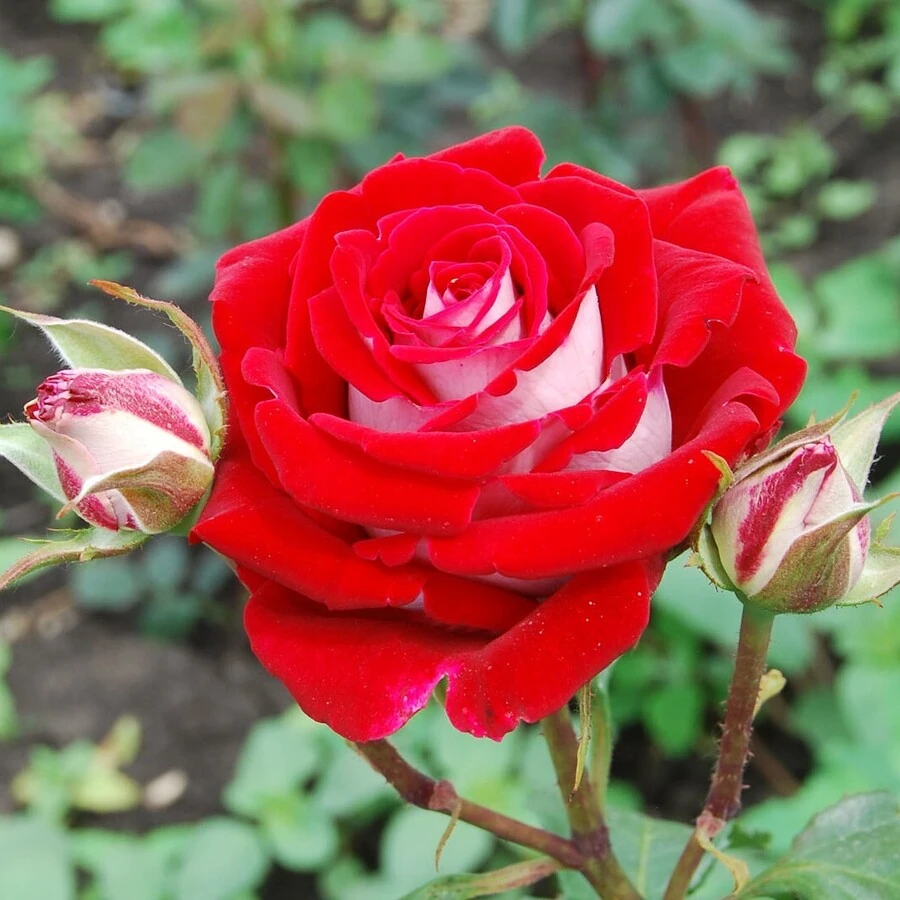 Роза "Люксор" Rosa "Luxor"