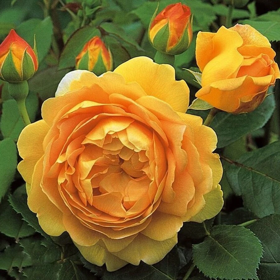 Роза "Голден Серебрейшн" Rosa "Golden Celebration"