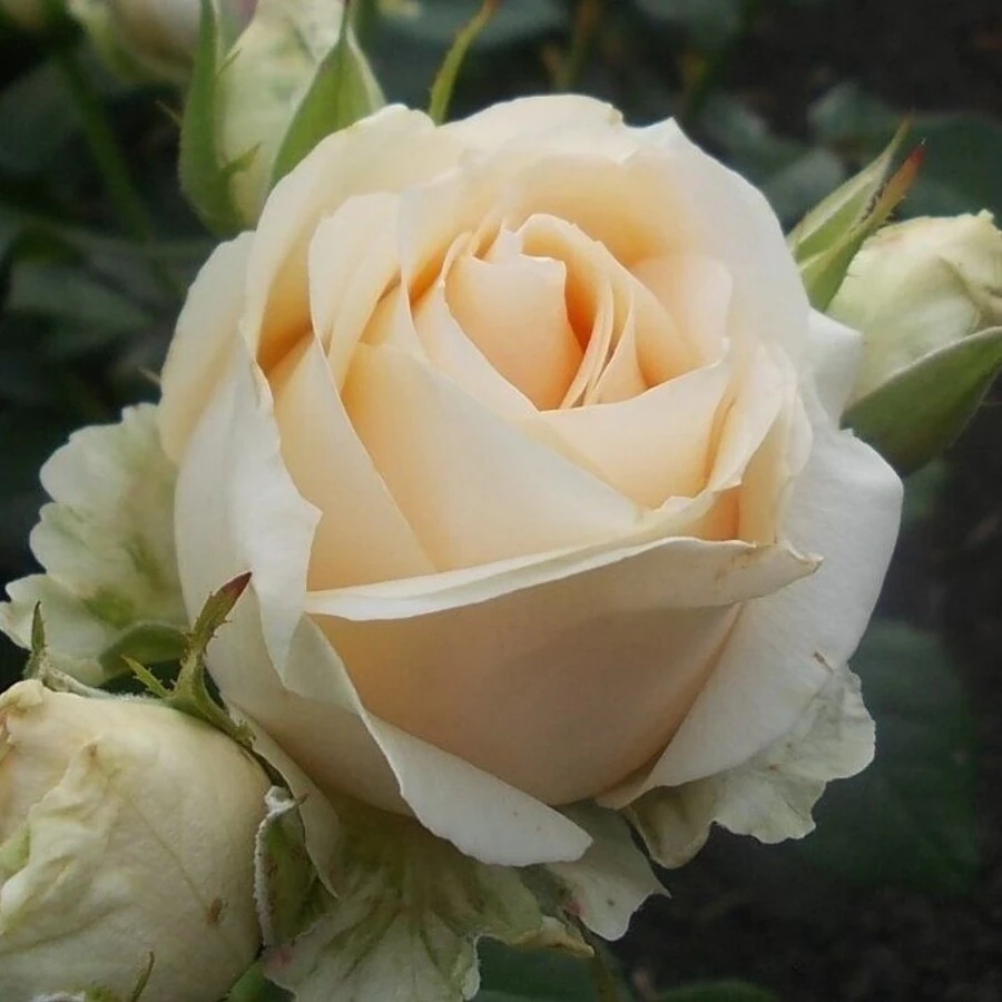 Роза "Аваланж" Rosa"Avalanche"