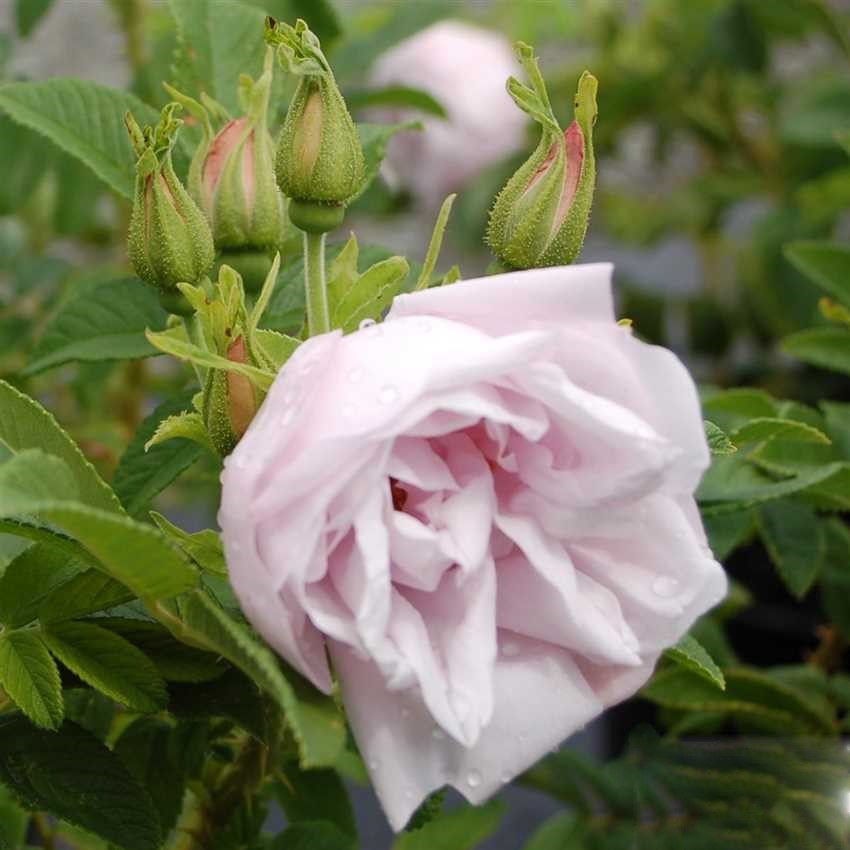 Роза ругоза "Шнеекоппе" Rosa rugosa 'Schneekoppe'