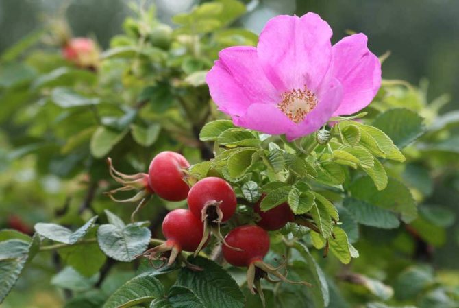 Роза ругоза "Рубра" Rosa rugosa 'Rubra'