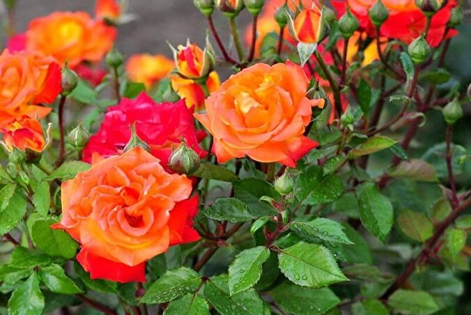 Роза "Румба" Rosa 'Rumba'