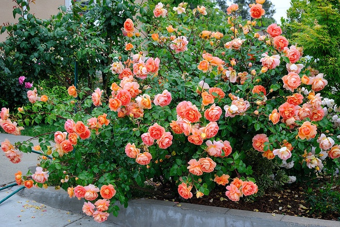  Роза "Пэт Остин" Rosa 'Pat Austin' 