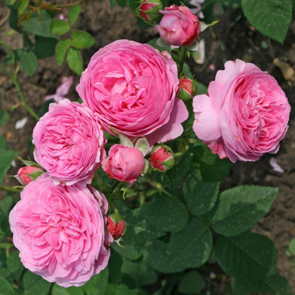 Роза "Луис Одиер" Rosa 'Louise Odier'