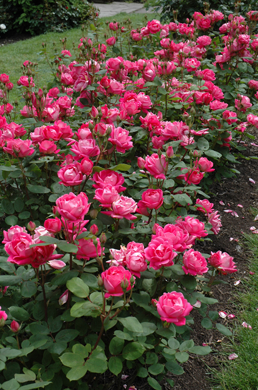 Роза "Дабл Нокаут" Rosa "Double Knock Out"