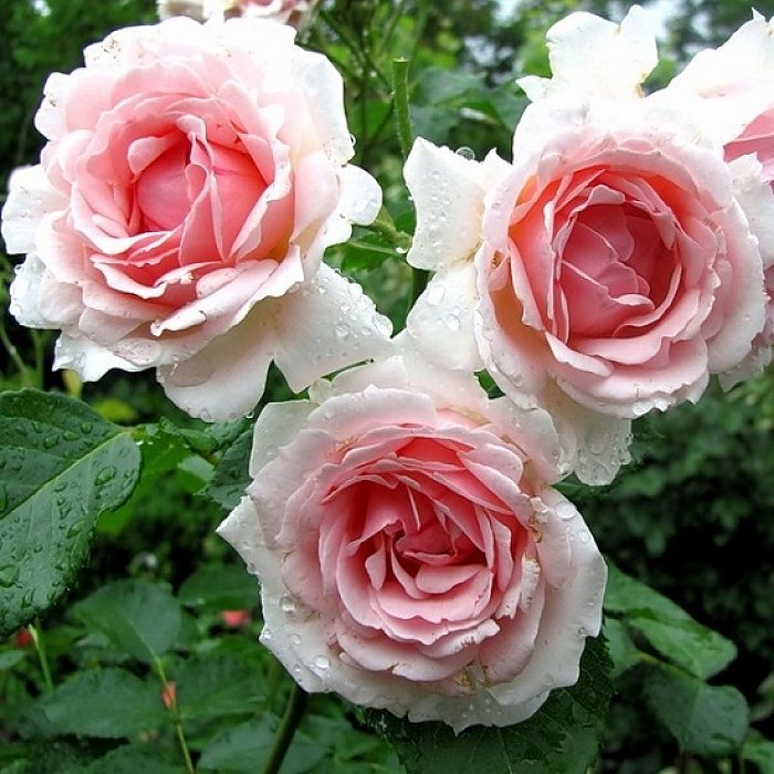 Роза "Баллада" Rosa "Ballade"