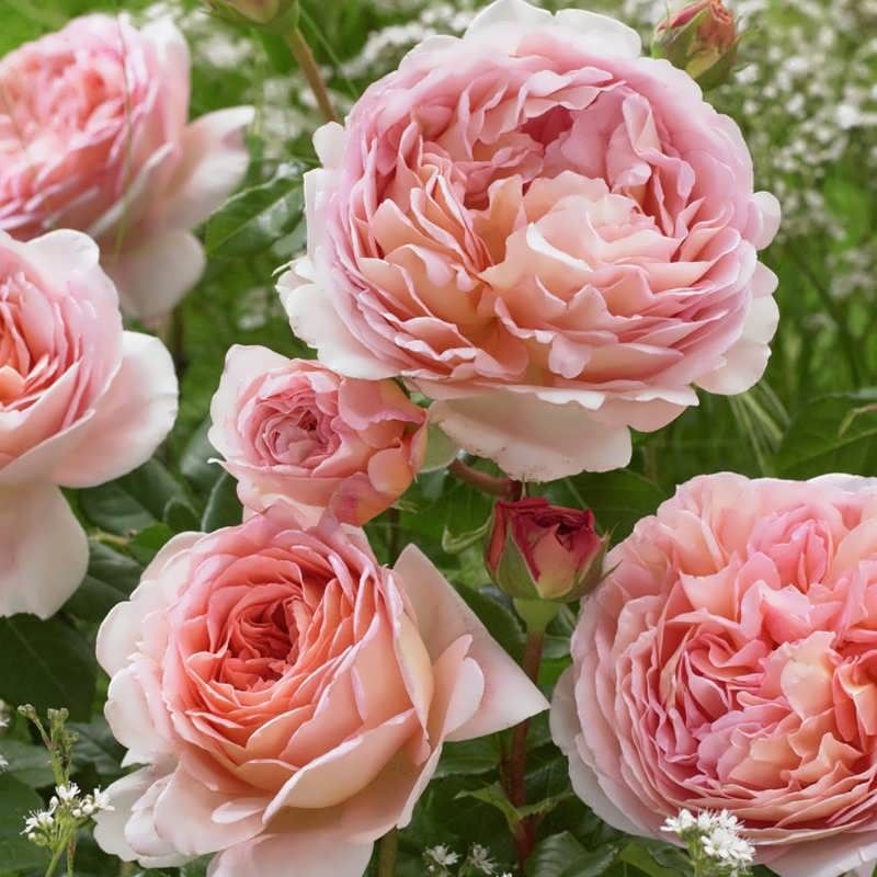 Роза "Абрахам Дерби" Rosa 'Abraham Darby'