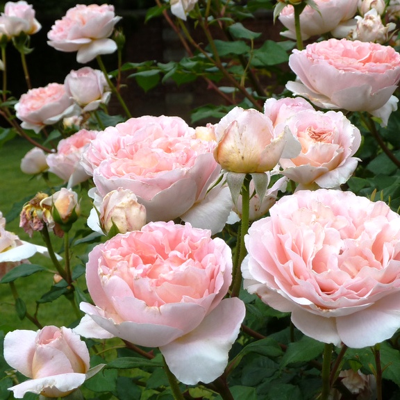 Роза "Абрахам Дерби" Rosa 'Abraham Darby'