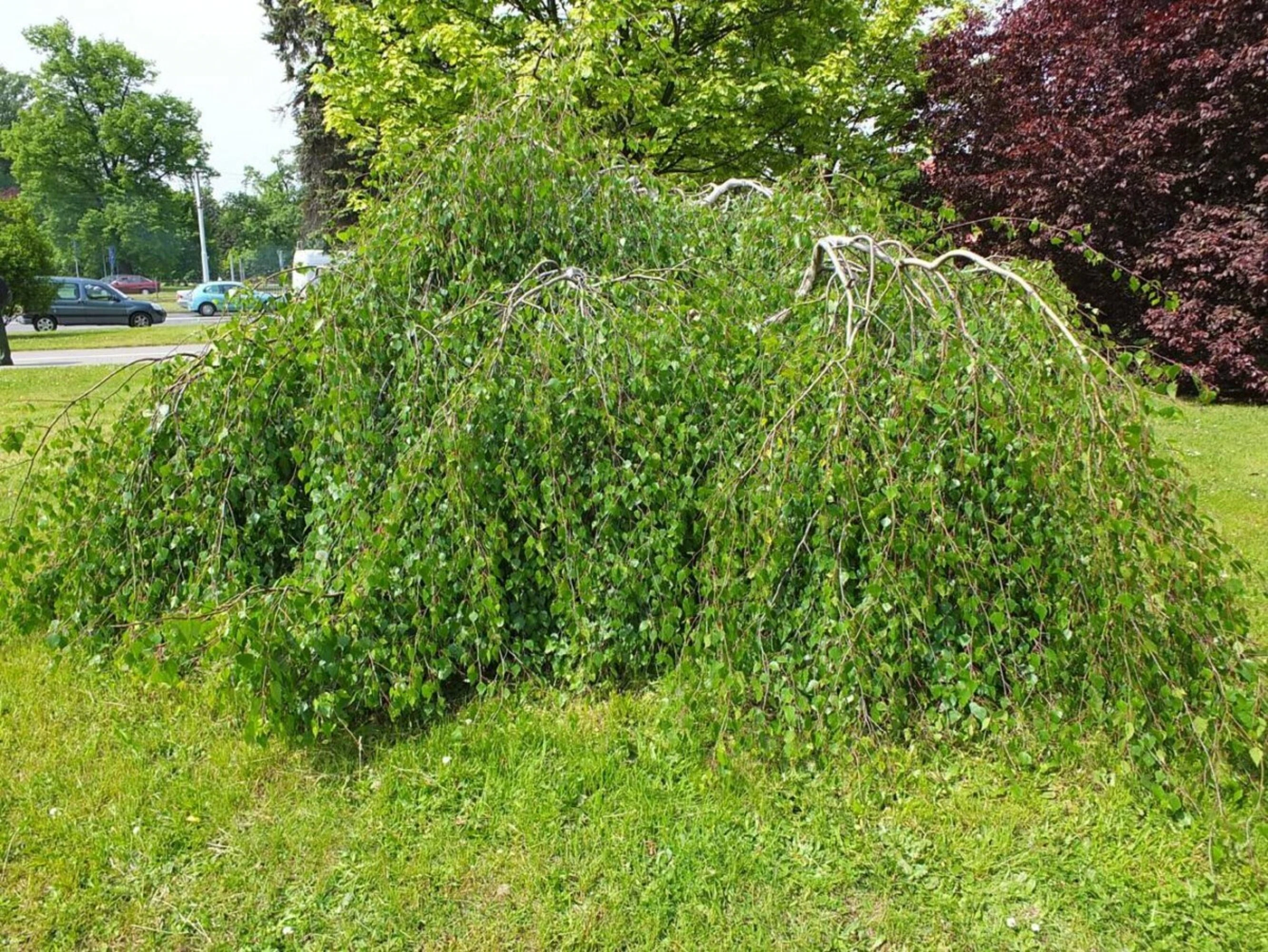 Береза тростс дварф. Береза повислая Юнги Betula pendula Youngii. Береза повислая Юнги. Береза повислая Криспа. Береза повислая Лонг транк.