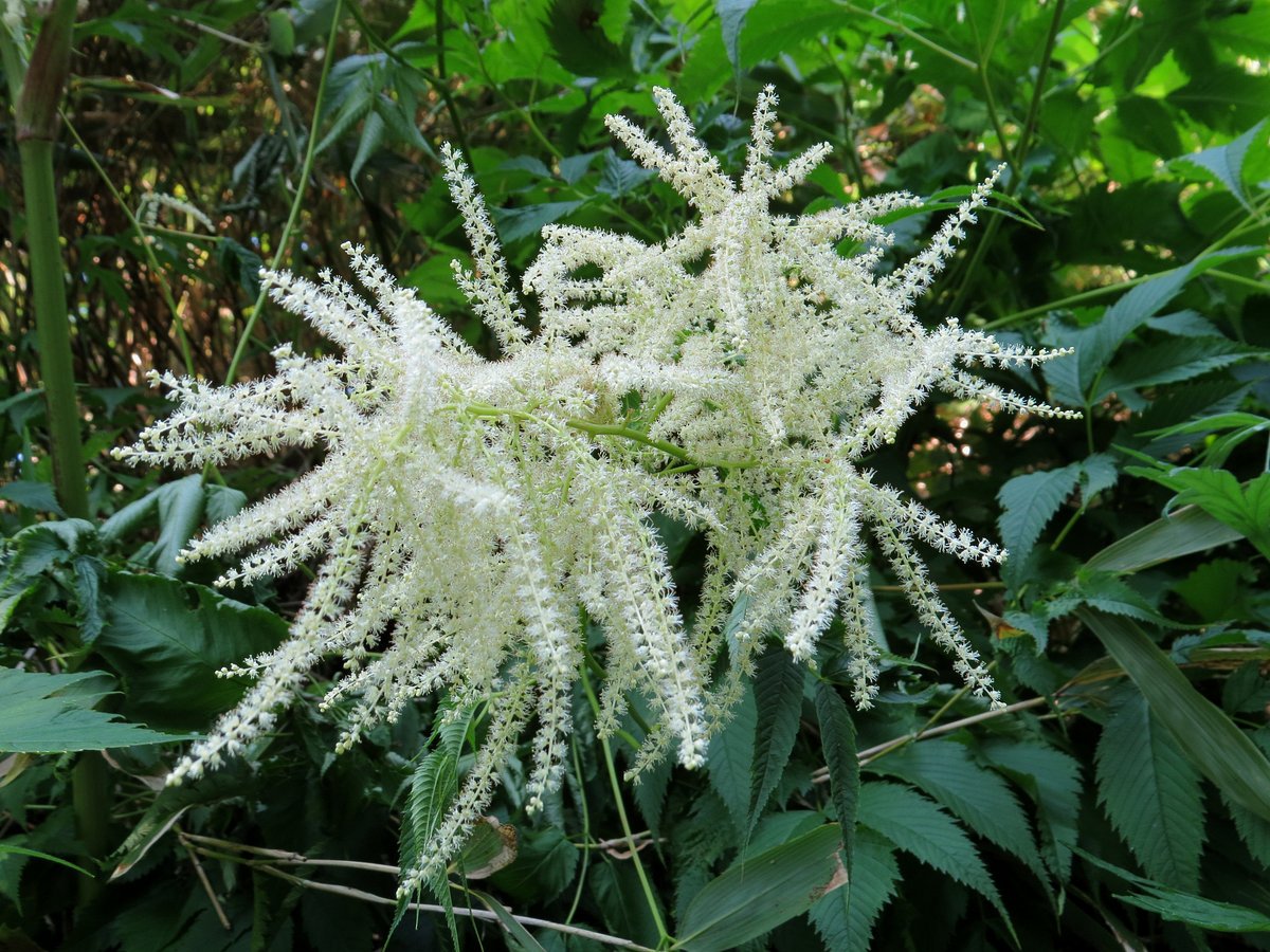 Волжанка фото. Арункус / Волжанка двудомная. Волжанка двудомная (Aruncus dioicus). Волжанка Арункус обыкновенная. Волжанка двудомная 'Kneiffii'.