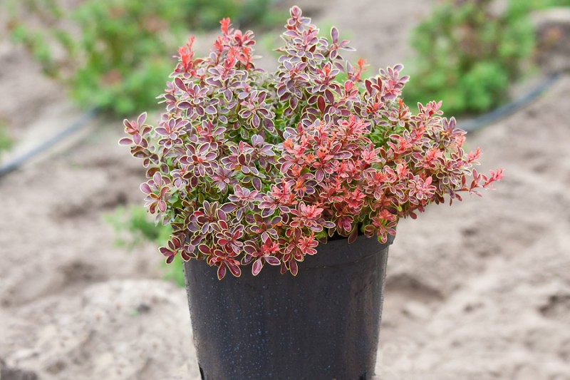 Барбарис Тунберга "Адмирейшн" Berberis thunbergii 'Admiration'