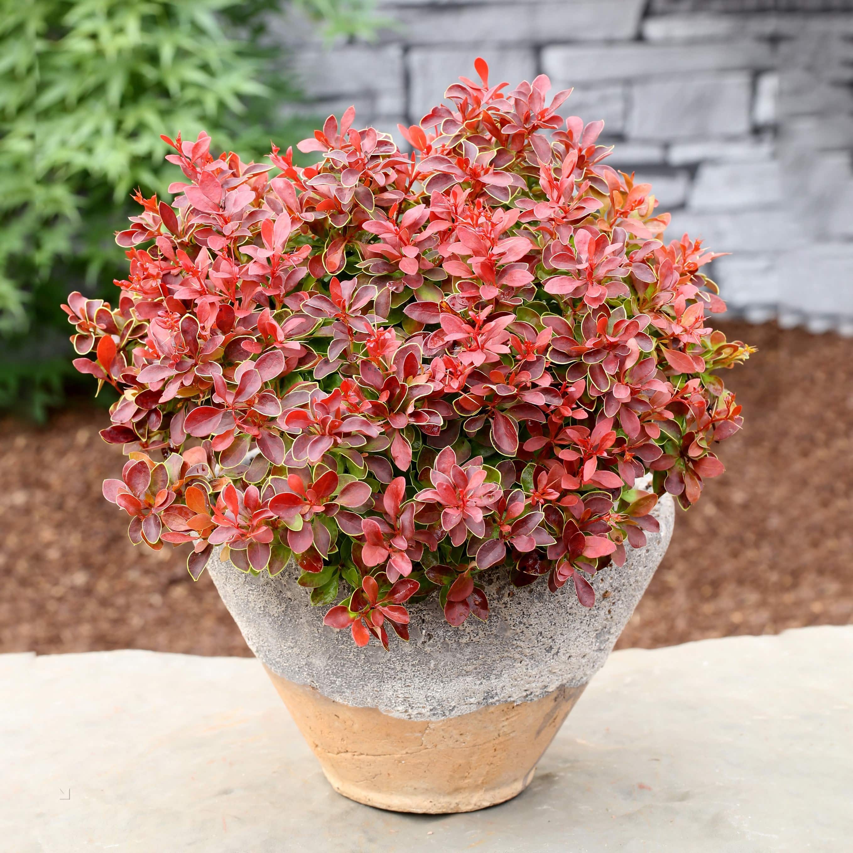 Барбарис Тунберга "Адмирейшн" Berberis thunbergii 'Admiration'