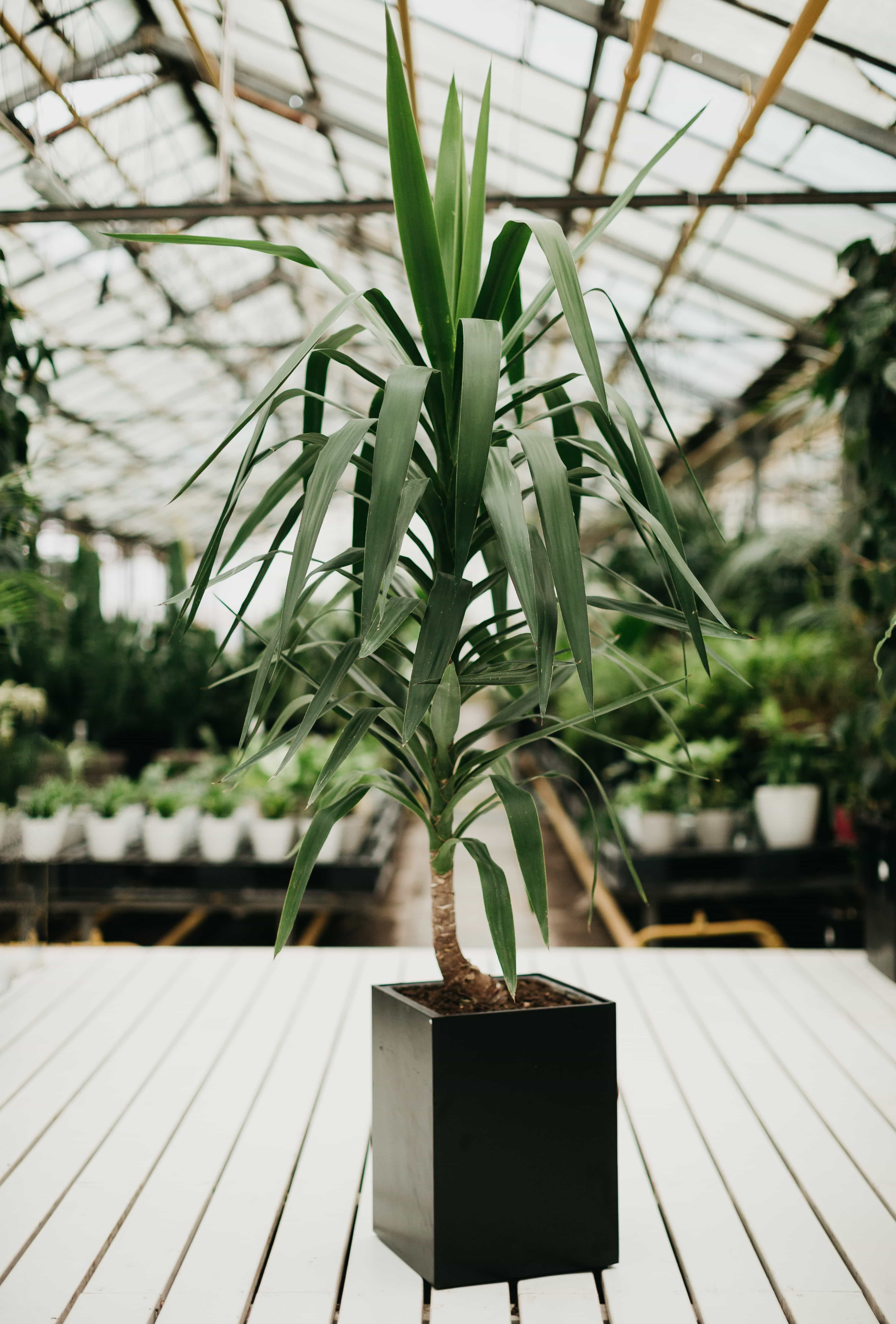 КАШПО MAXPLANTER SIDNEY (СИДНЕЙ) АРТ. SD-1600