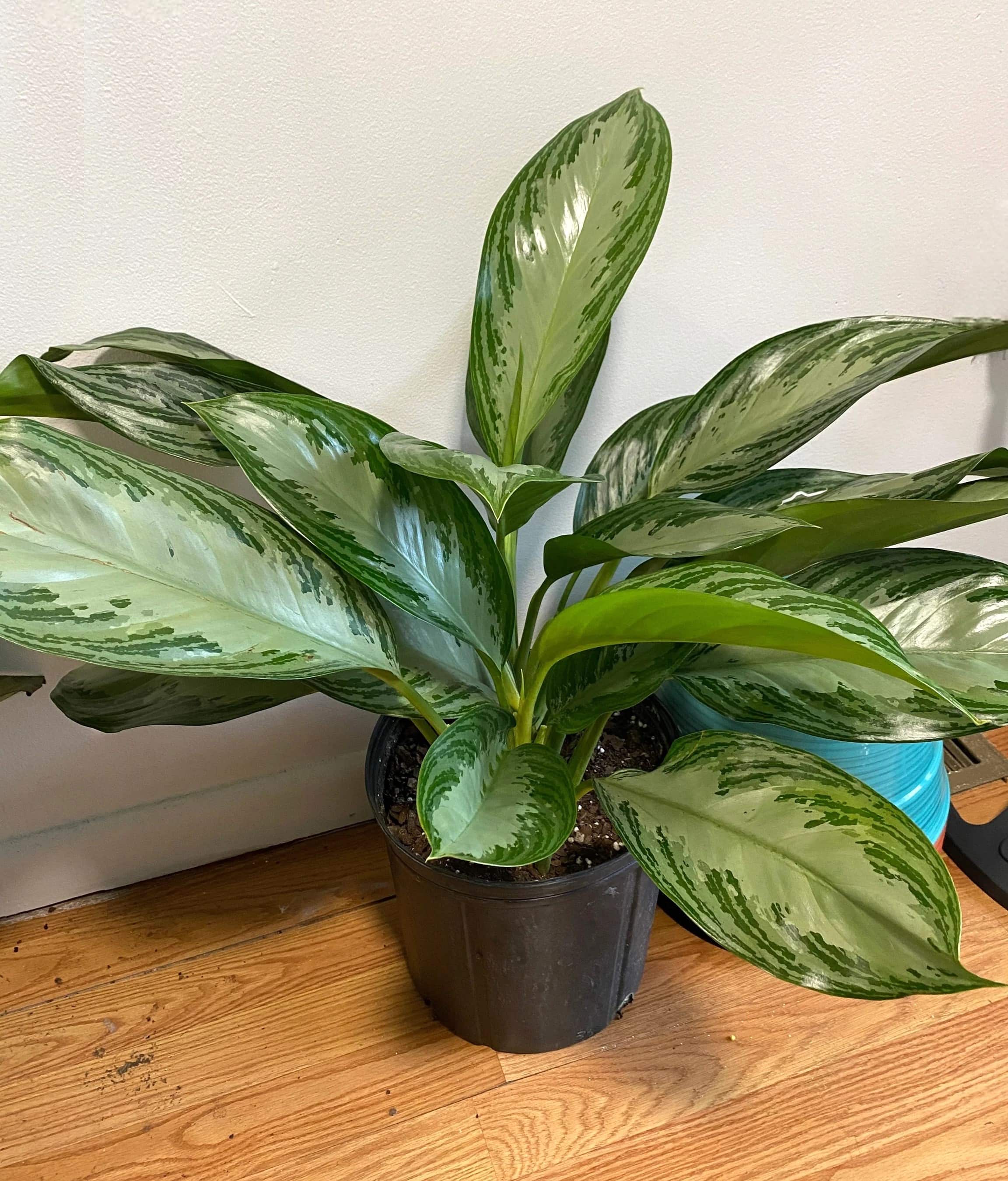 Аглаонема Силвер Бей Aglaonema Silver Bay