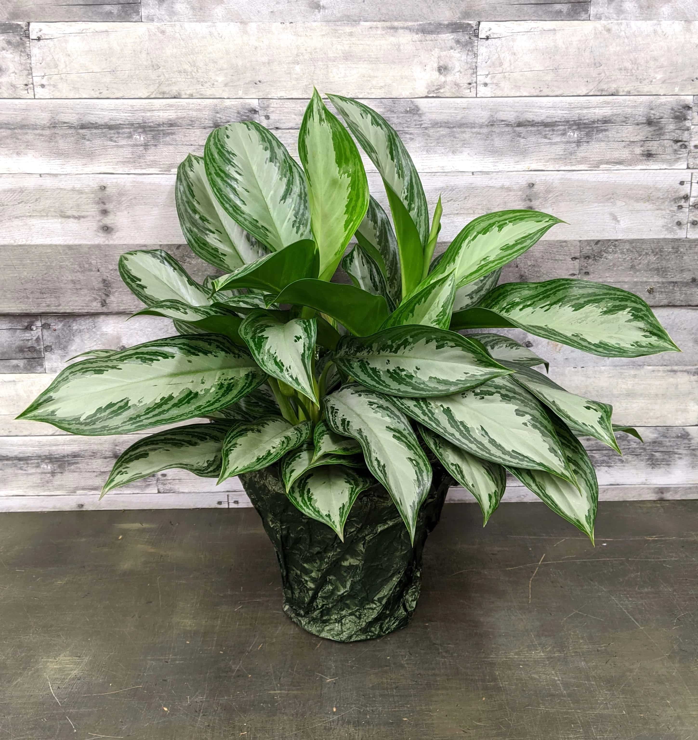 Аглаонема Силвер Бей Aglaonema Silver Bay