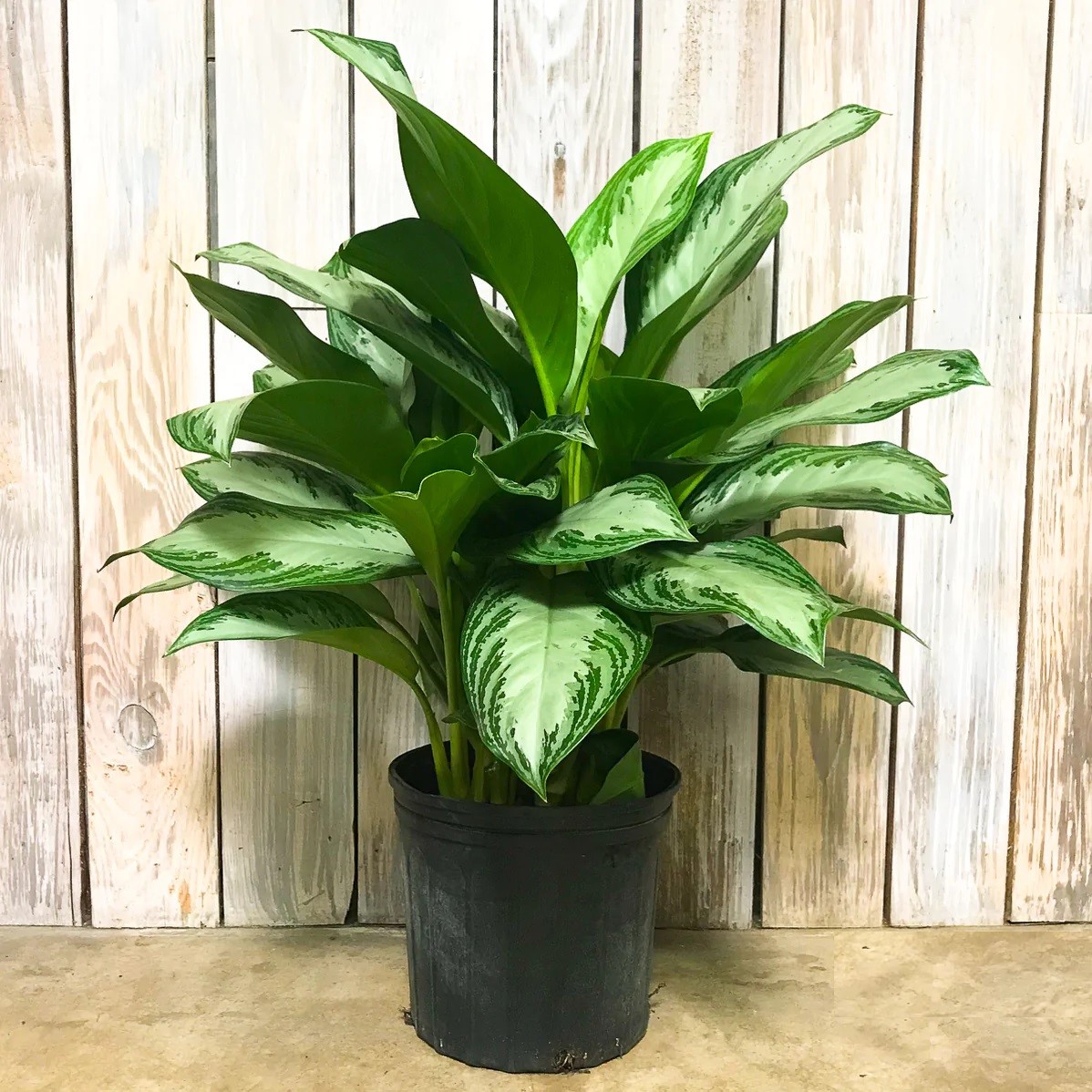 Аглаонема Силвер Бей Aglaonema Silver Bay