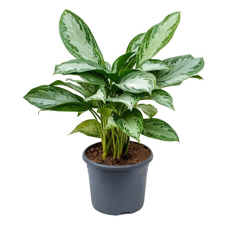 Аглаонема Силвер Бей Aglaonema Silver Bay