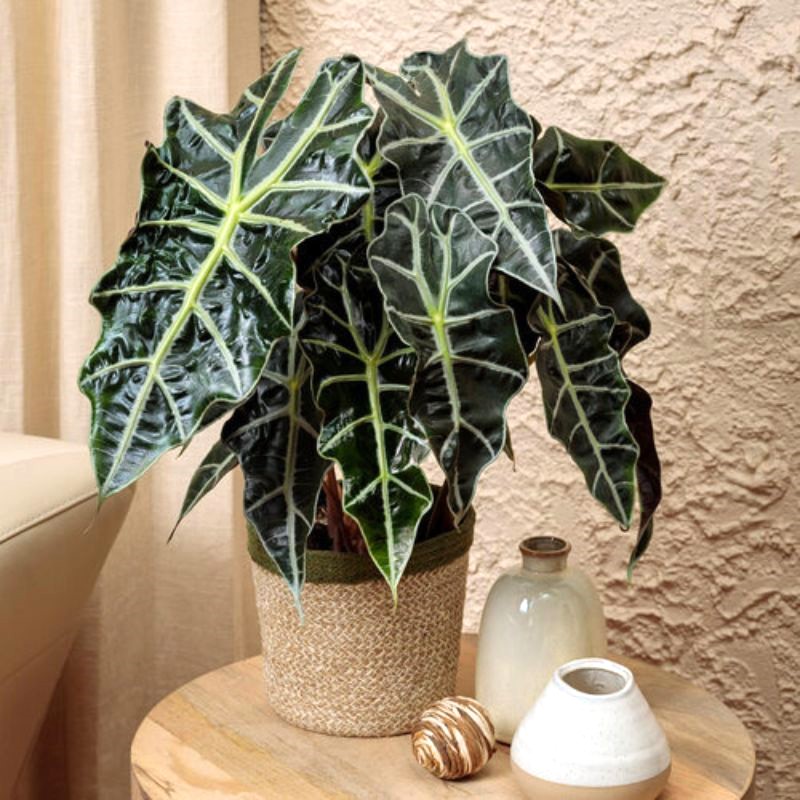 Алоказия Амазоника Дворф Alocasia Amazonica Dwarf