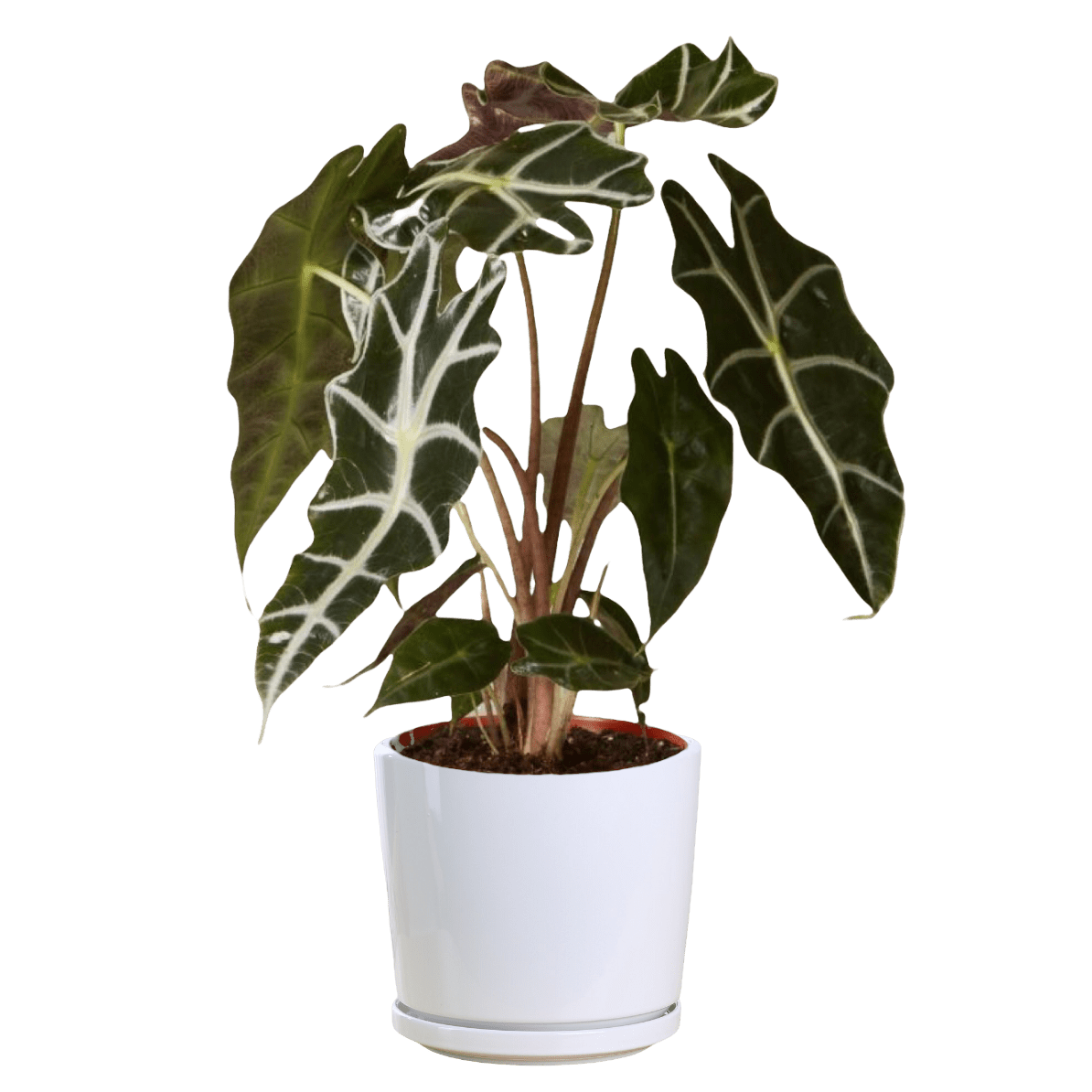 Алоказия Амазоника Дворф Alocasia Amazonica Dwarf