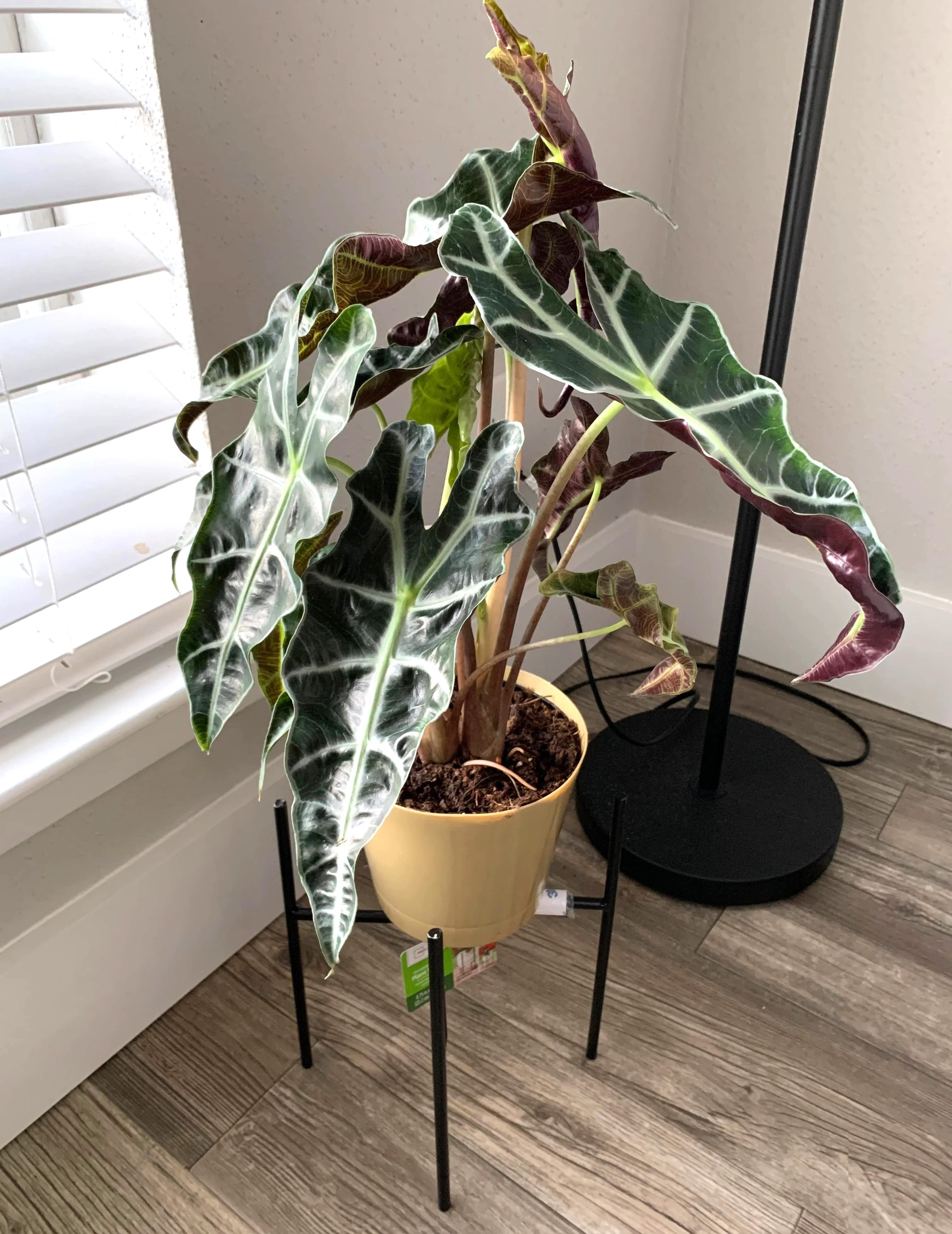 Алоказия Полли Alocasia Polly