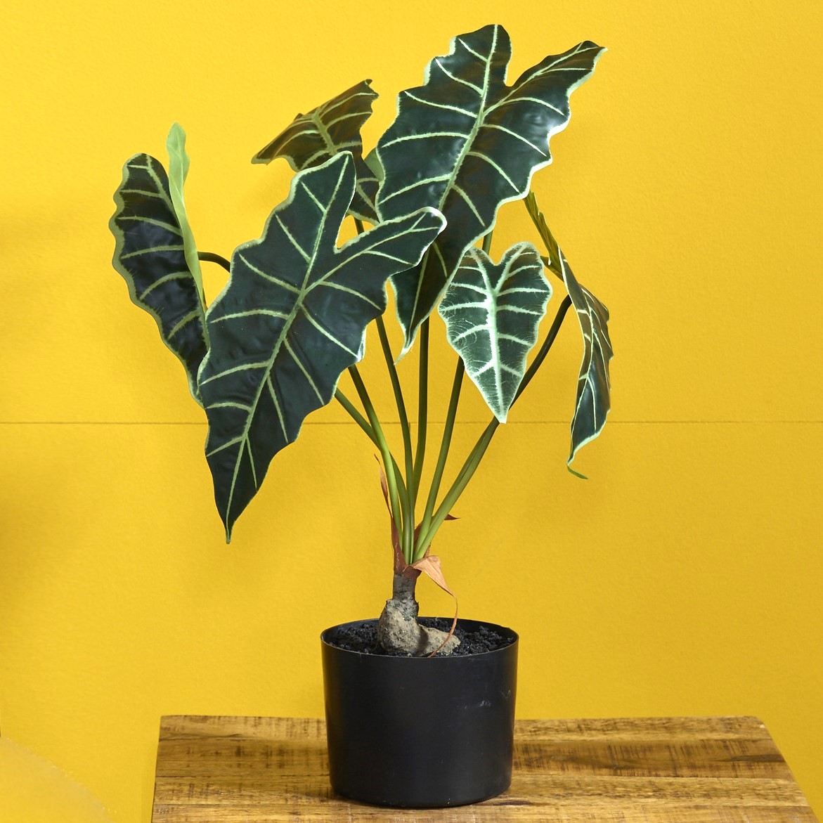 Алоказия Полли Alocasia Polly