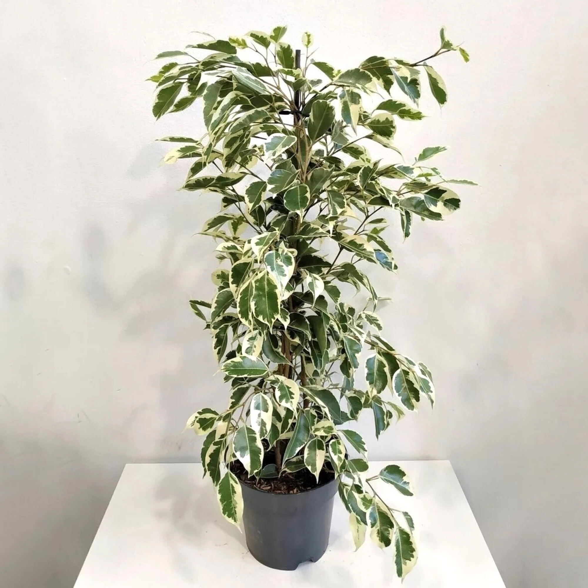 Ficus benjamina Leaf