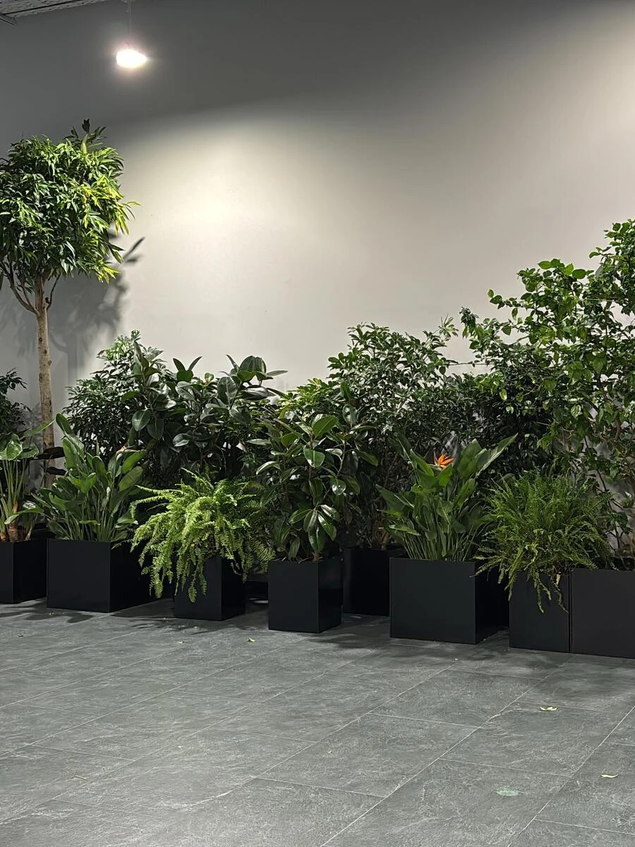 ЗЕЛЕНЫЙ СТРОВ ВДОЛЬ СТЕНЫ, 70-400 СМ