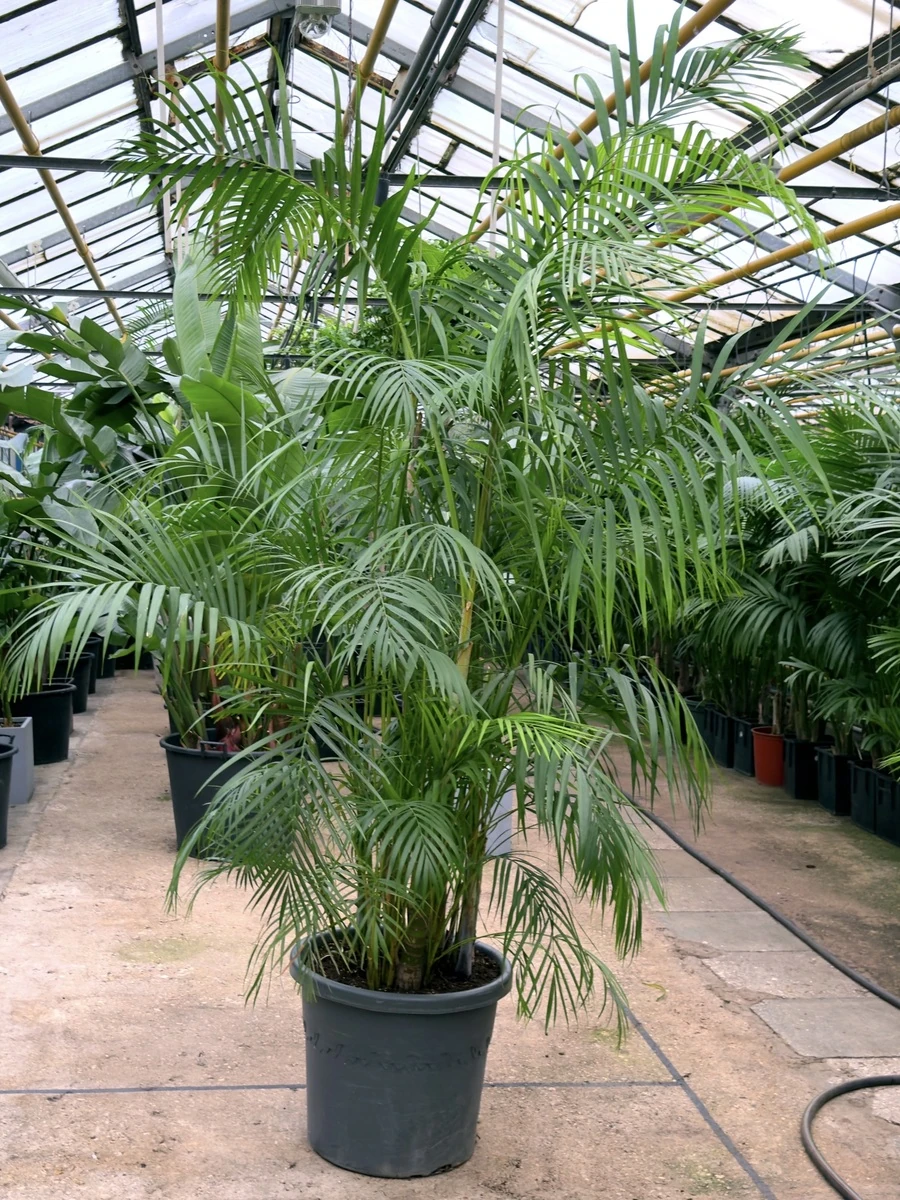 ПАЛЬМА ХРИЗОЛИДОКАРПУС ЛУТЕСЦЕНС, 260-280 см