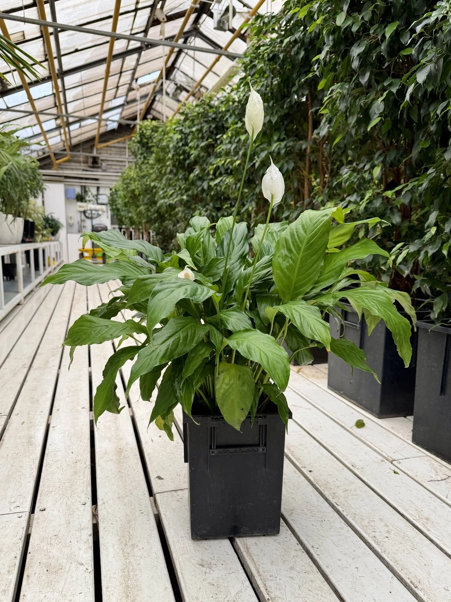 СПАТИФИЛЛУМ ШОПЕН, 50-60 см