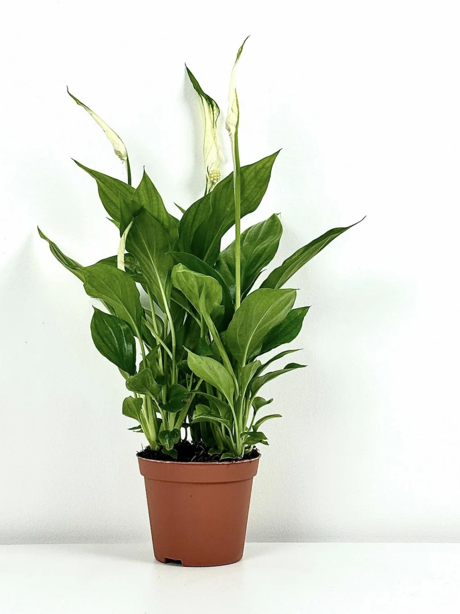 СПАТИФИЛЛУМ КУПИДО, 20-25 СМ