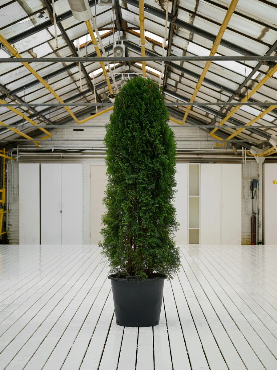 ТУЯ ЗАПАДНАЯ СМАРАГД, 140-150 СМ