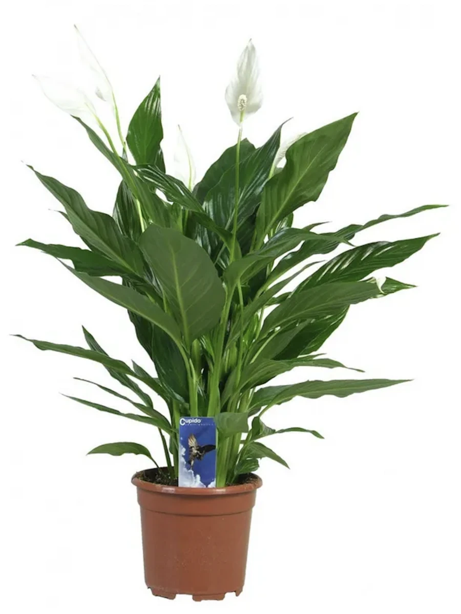 СПАТИФИЛЛУМ КУПИДО, 30-35 СМ