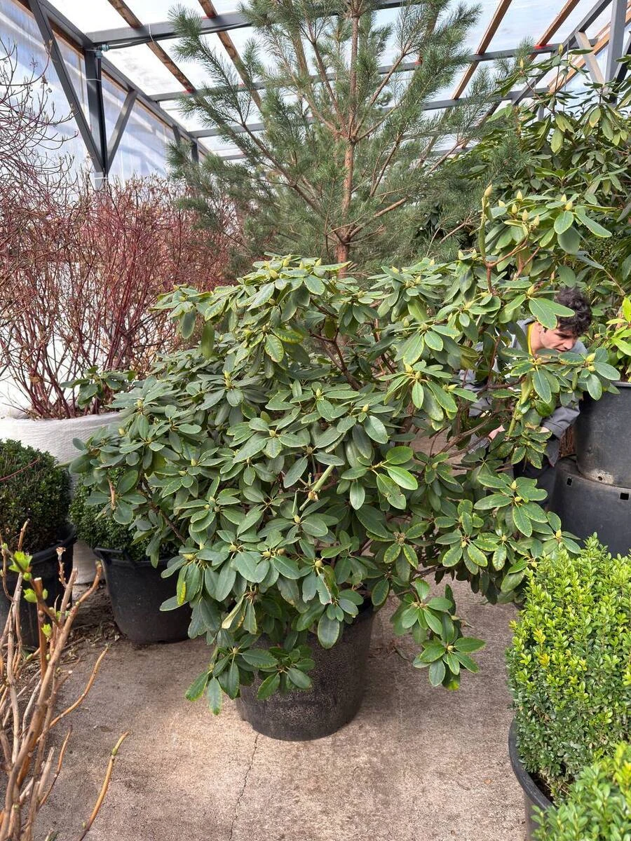 РОДОДЕНДРОН, 140-150 см