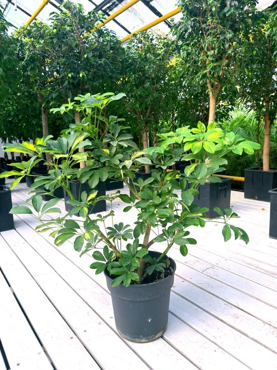 ШЕФФЛЕРА В СОРТАХ, 35-45 см