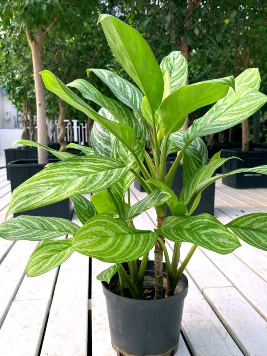 АГЛАОНЕМА СТРАЙПС, 35-40 см