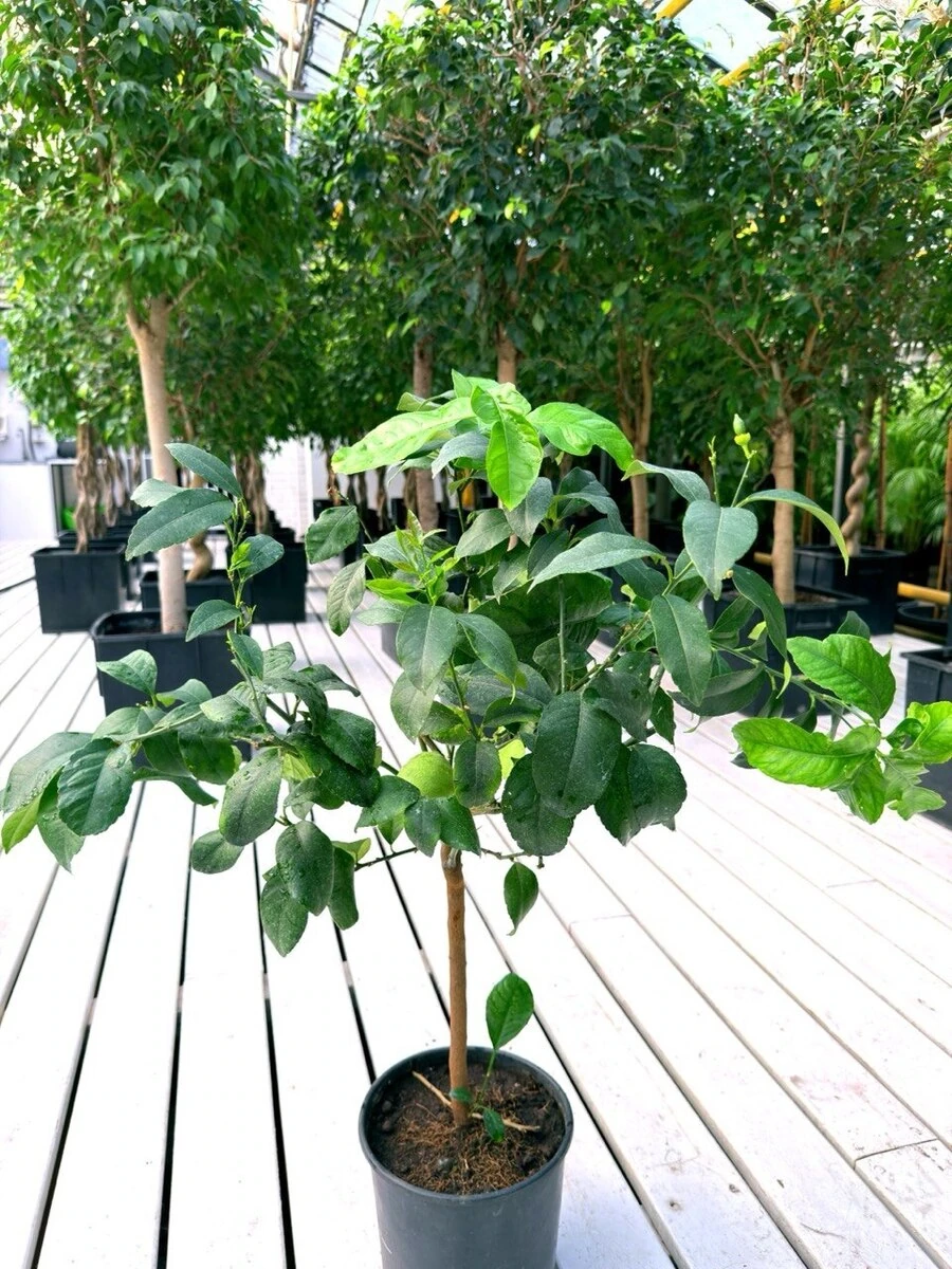 ЛИМОННОЕ ДЕРЕВО, 90-100 см