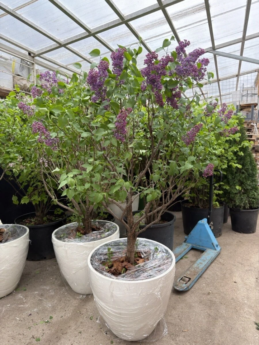 СИРЕНЬ МЕЙЕРА ПАЛИБИН, 180-200 см