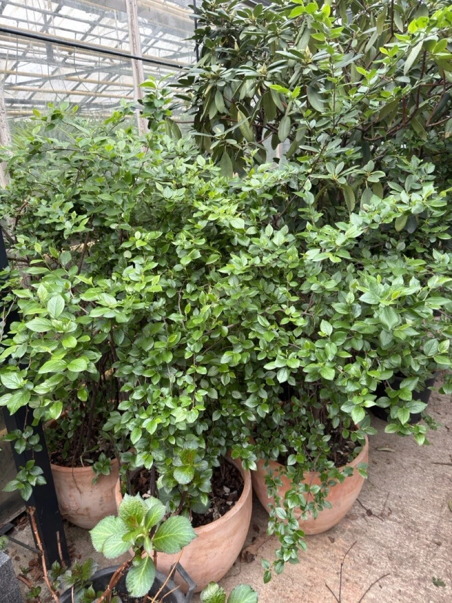 КИЗИЛЬНИК БЛЕСТЯЩИЙ, 60-80 см