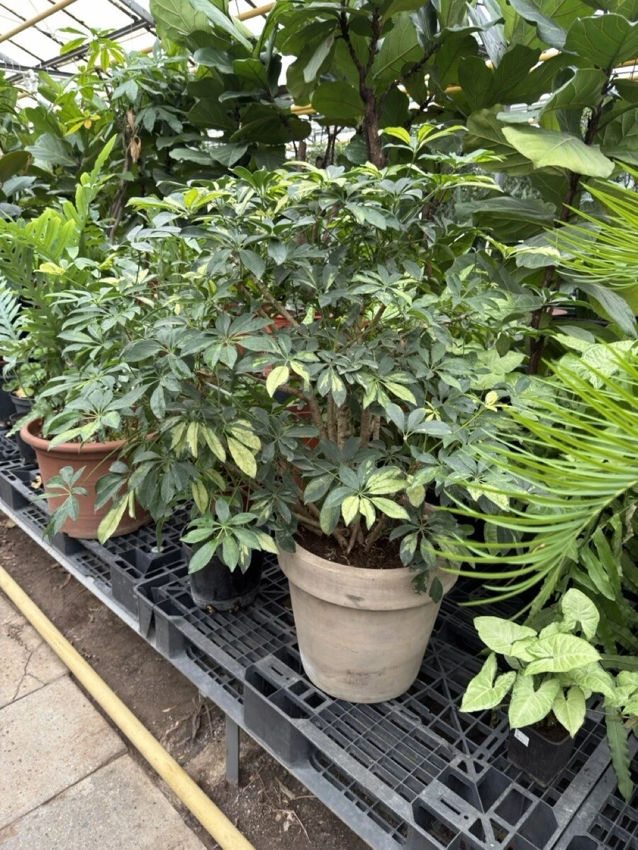 ШЕФФЛЕРА В СОРТАХ, 100-120 см